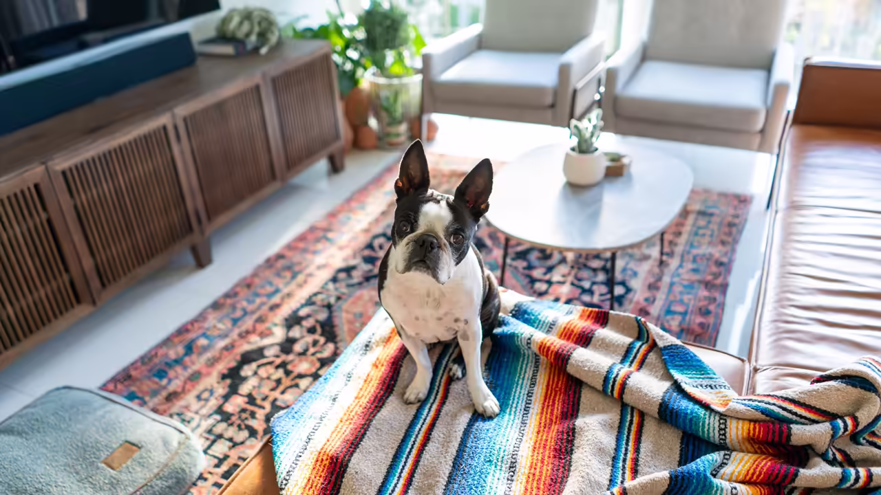 Wohnungsreinigung nach Tierhaltung